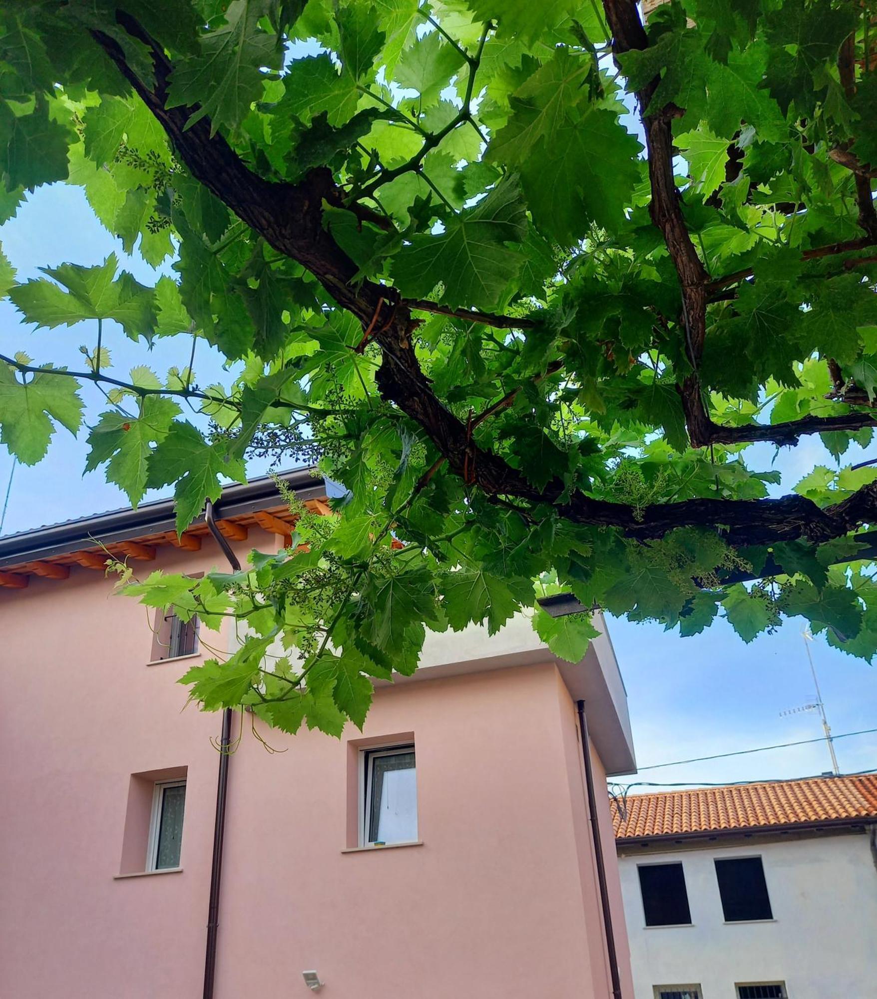 B&B La Dolce Vite Medea Kültér fotó